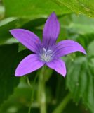 Campanula patula