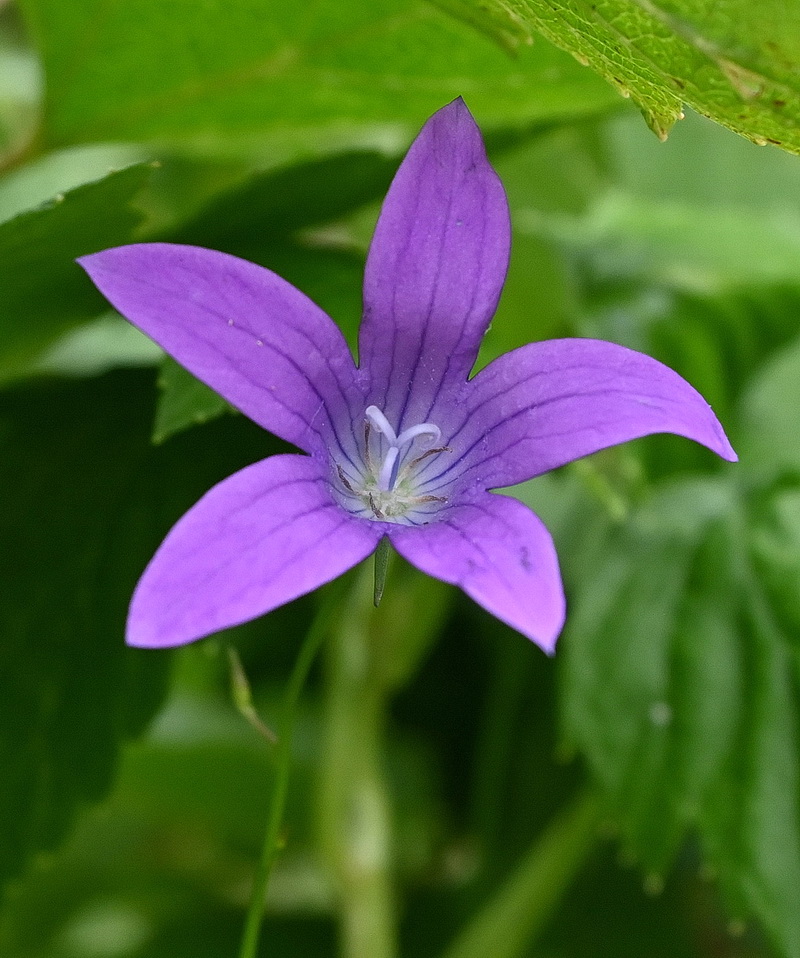 Image of Campanula patula specimen.