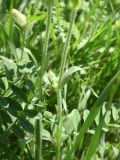 семейство Caryophyllaceae