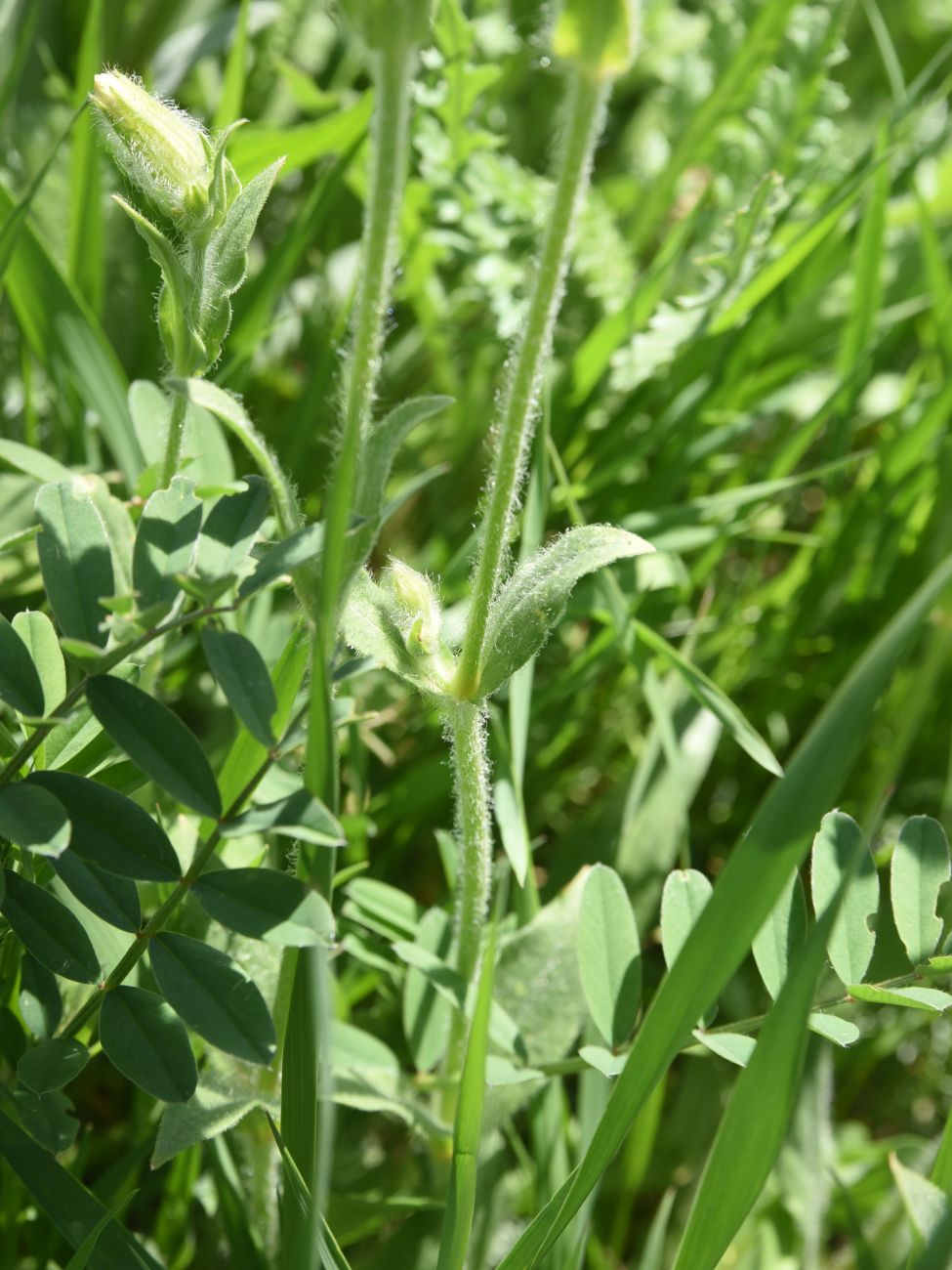 Image of familia Caryophyllaceae specimen.