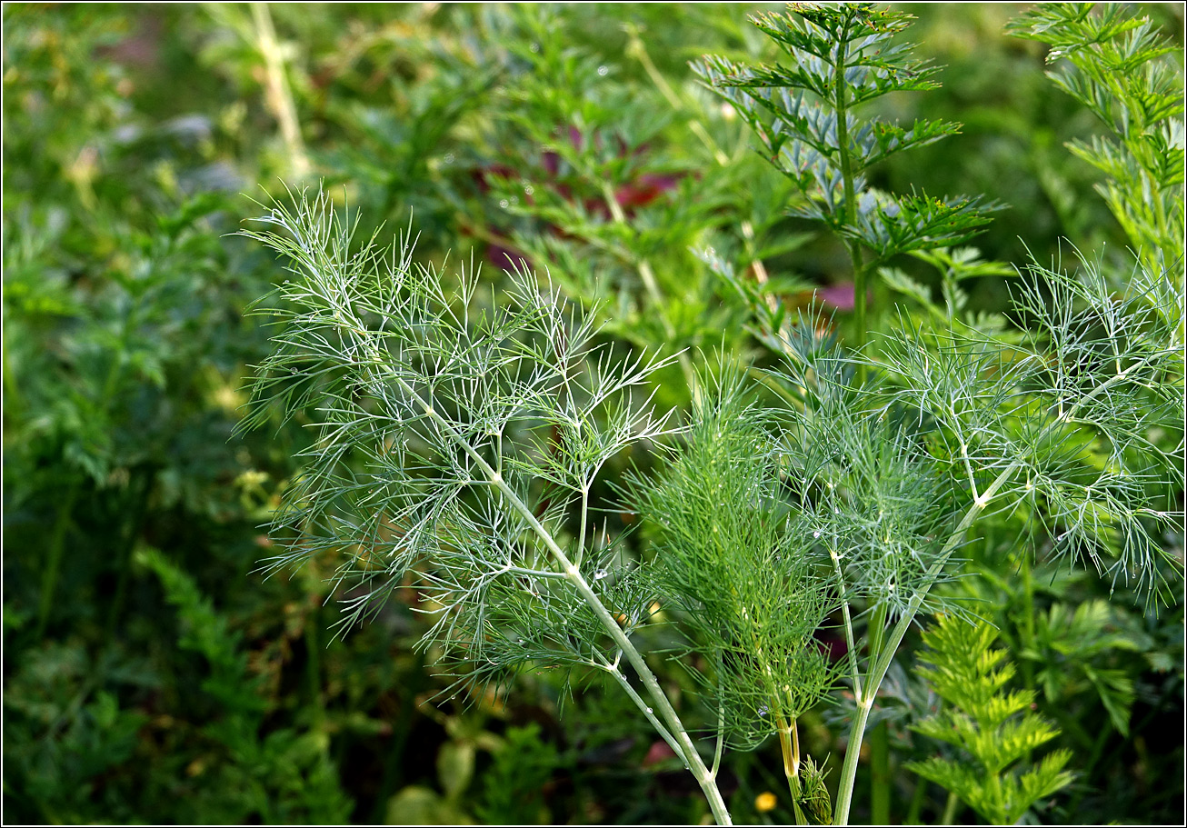 Image of Anethum graveolens specimen.