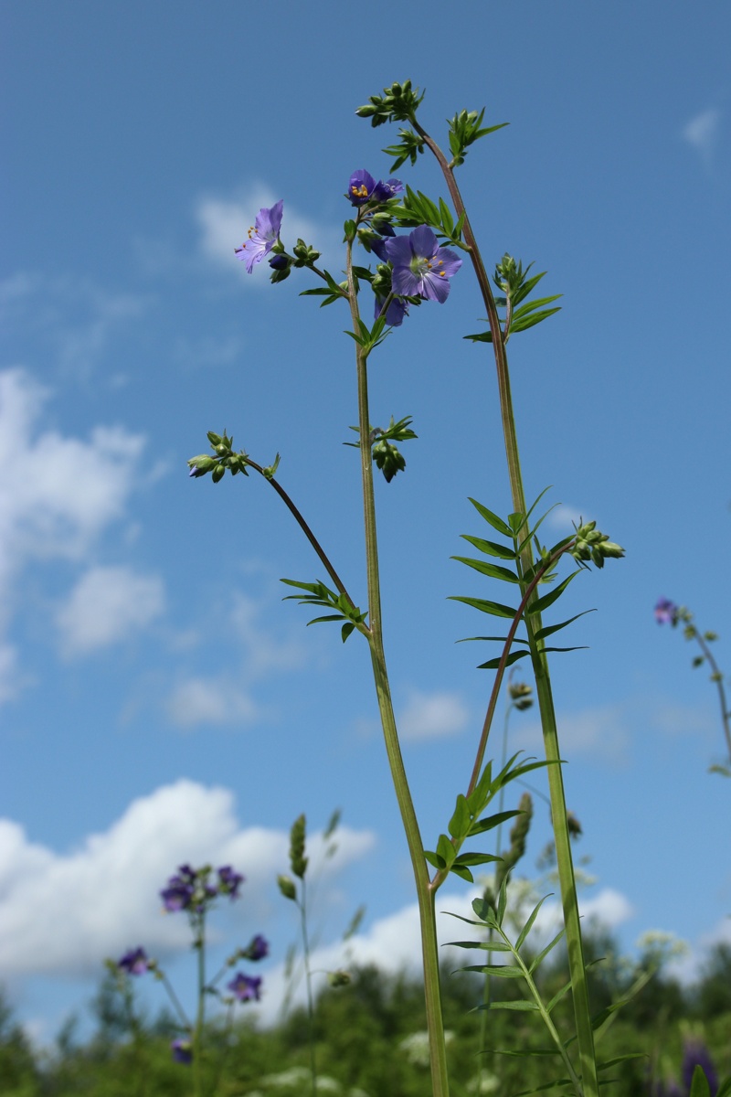 Изображение особи Polemonium caeruleum.