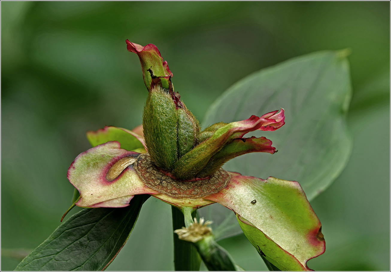 Изображение особи Paeonia lactiflora.