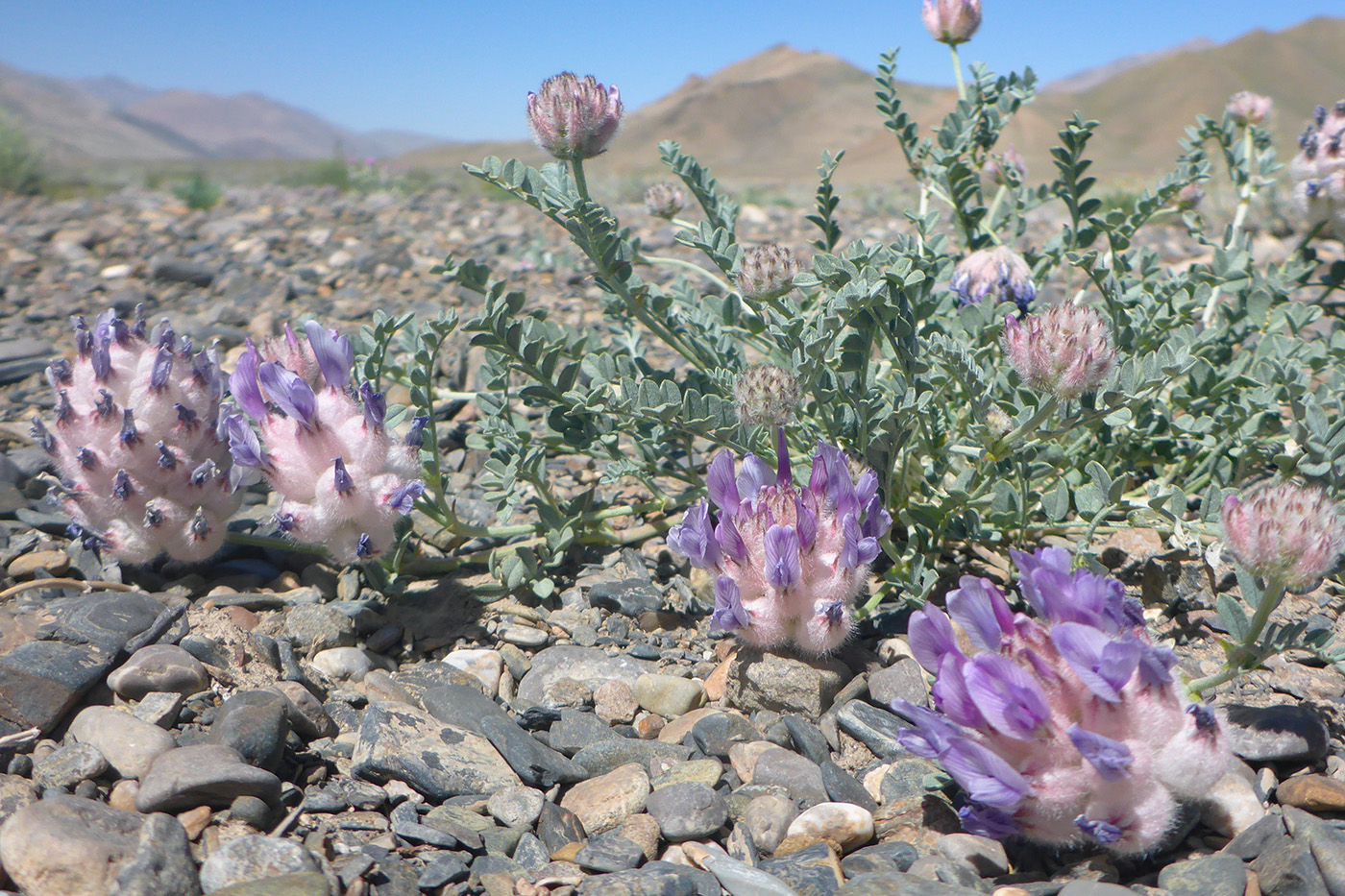 Изображение особи Astragalus nivalis.