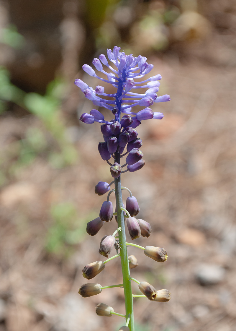 Image of Leopoldia comosa specimen.