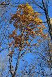 Quercus robur. Крона выросшего в густом древостое дерева с листвой в осенней окраске. Санкт-Петербург, Дудергофские высоты, Ореховая гора, широколиственный лес с преобладанием Acer platanoides и Corylus avellana. 18.10.2025.