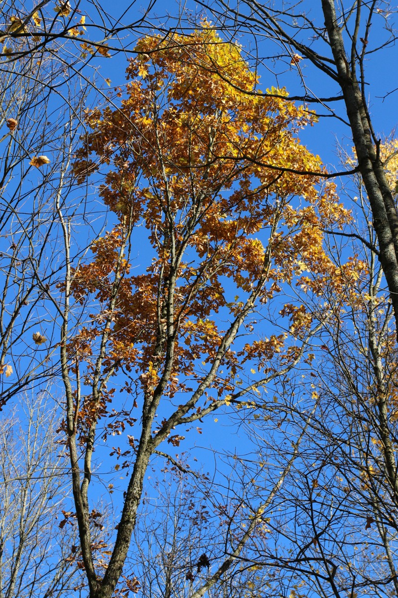Изображение особи Quercus robur.