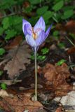 Crocus speciosus. Цветущее растение (высота растения 13 см). Республика Крым, г/о Судак, окр. села Краснокаменка, гора Френк-Юземлер, выс. 557 м н.у.м., дубово-грабовый лес. 12.10.2024.