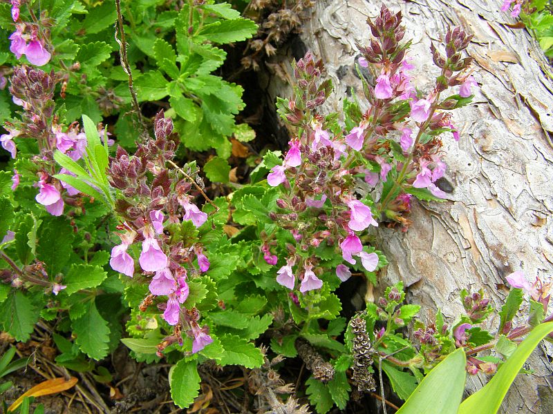 Изображение особи Teucrium chamaedrys.