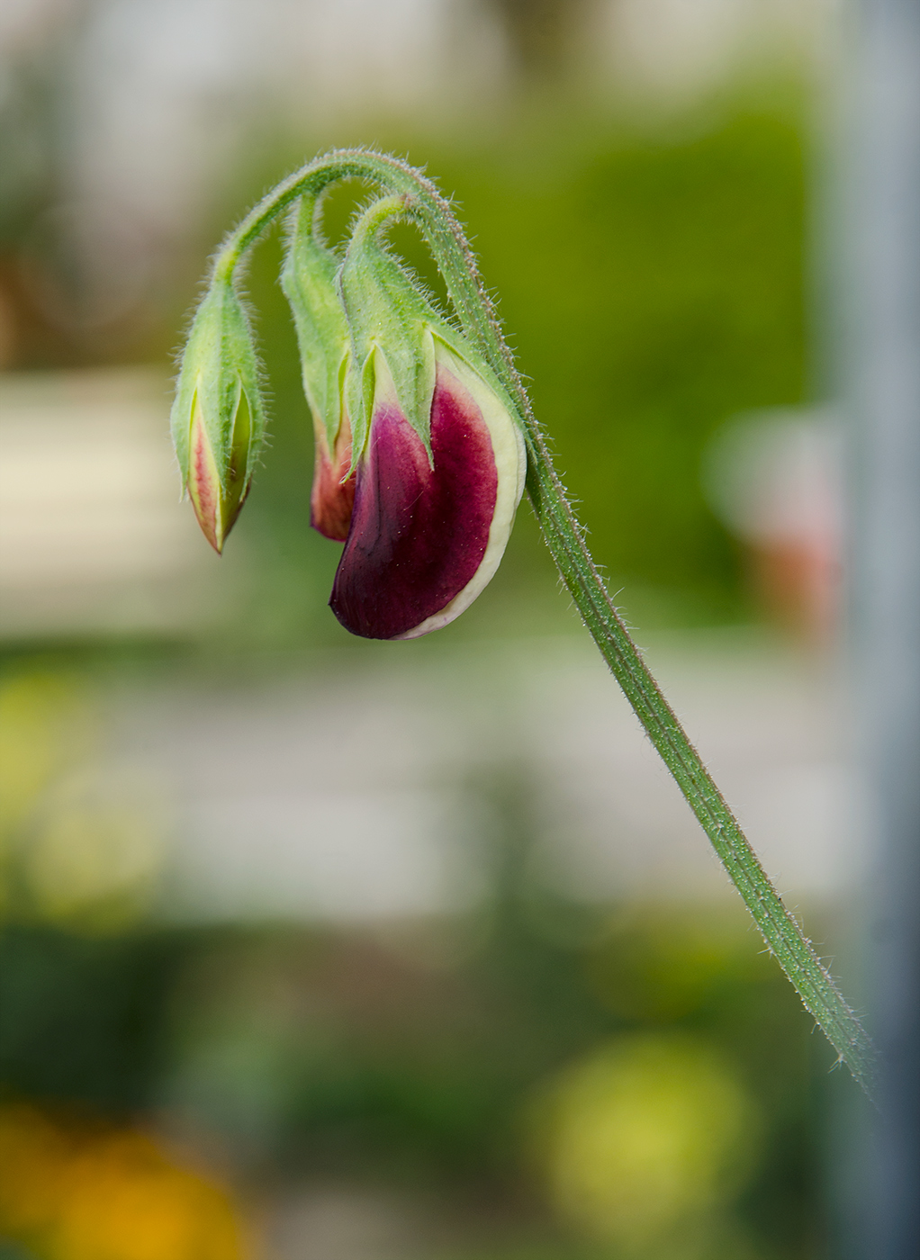 Изображение особи Lathyrus odoratus.