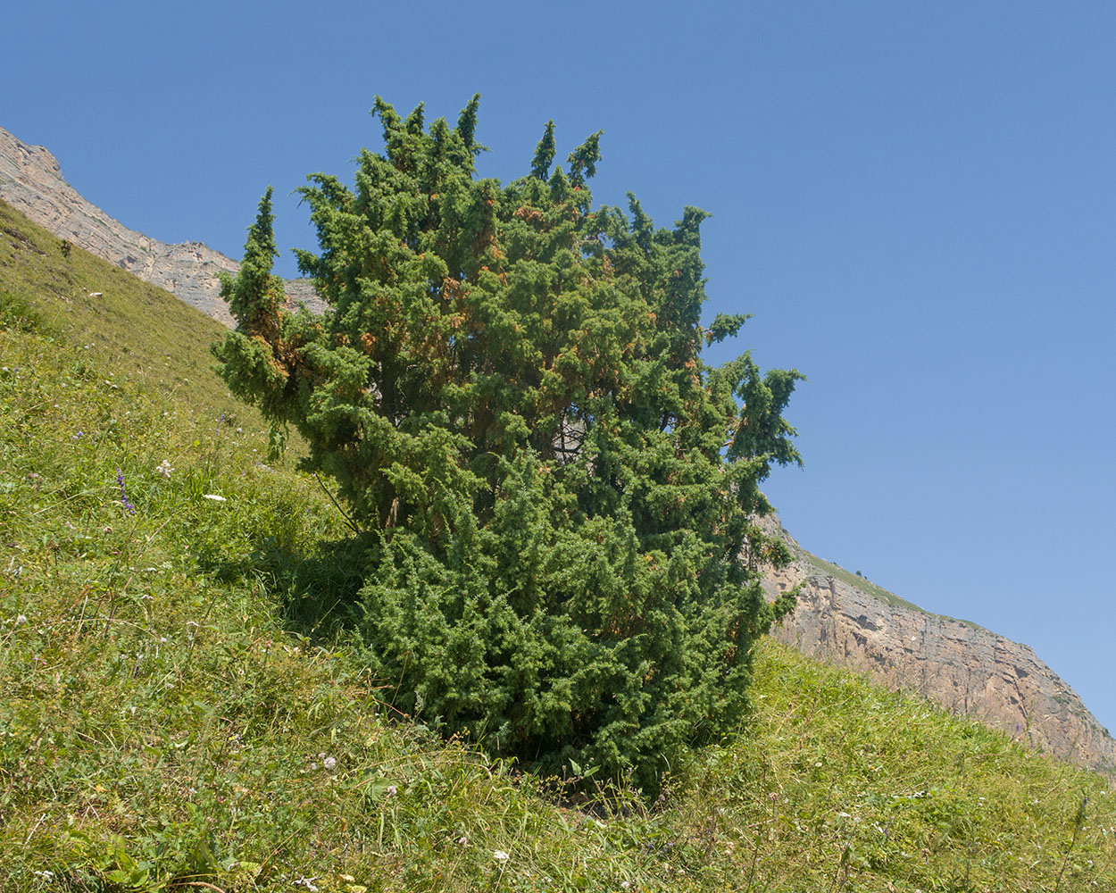 Изображение особи Juniperus oblonga.