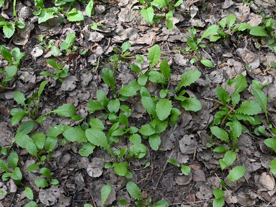 Image of genus Crepis specimen.