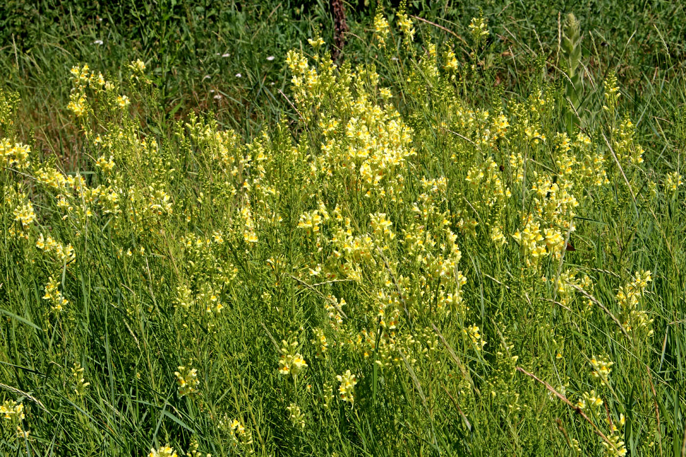 Image of Linaria vulgaris specimen.
