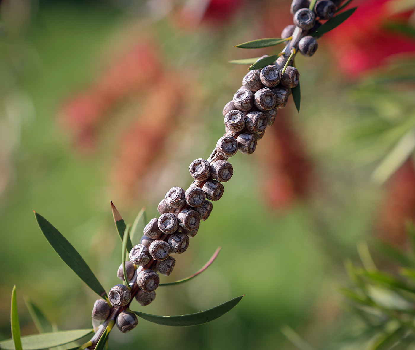 Изображение особи род Callistemon.