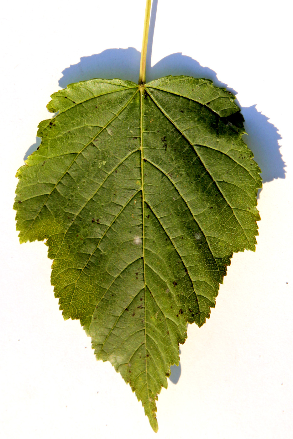 Изображение особи Acer tataricum.