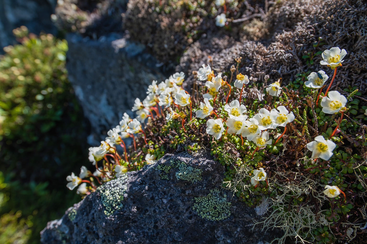 Изображение особи Diapensia obovata.