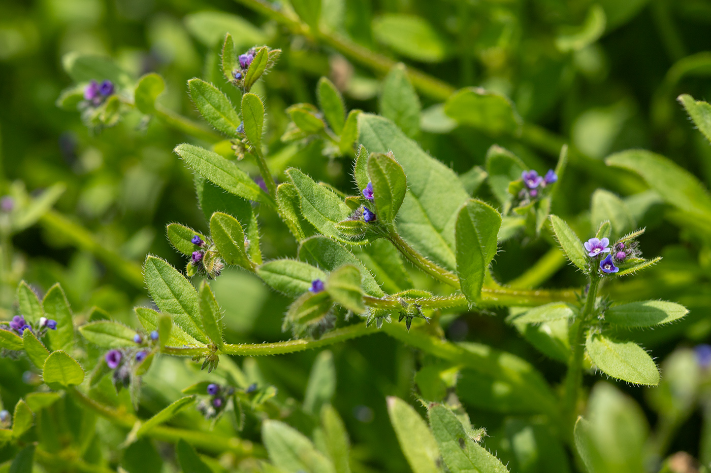 Image of Asperugo procumbens specimen.