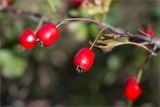 genus Crataegus. Плоды. Ставропольский край, г. Пятигорск, вершина горы Машук, подверженный рекреационной нагрузке закустаренный разнотравный луг. 25.09.2025.