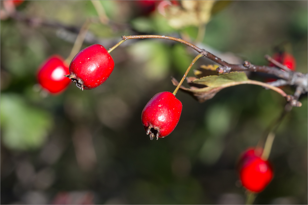 Image of Crataegus monogyna specimen.