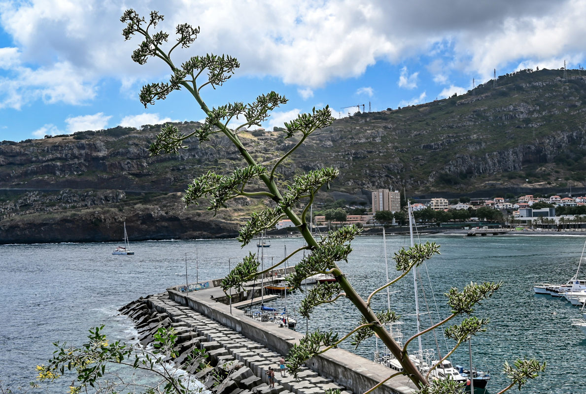 Изображение особи Agave americana.