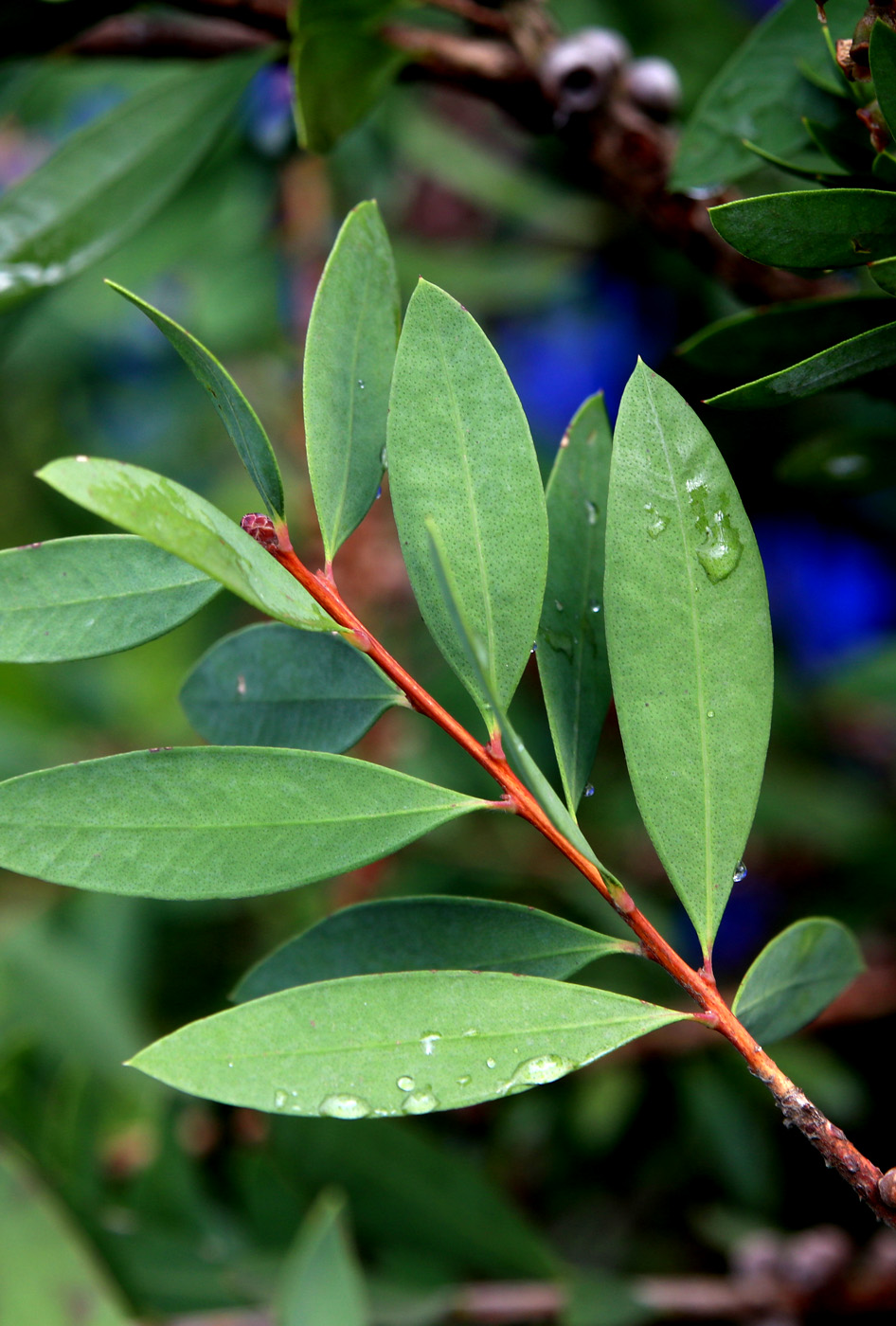 Image of Callistemon citrinus specimen.