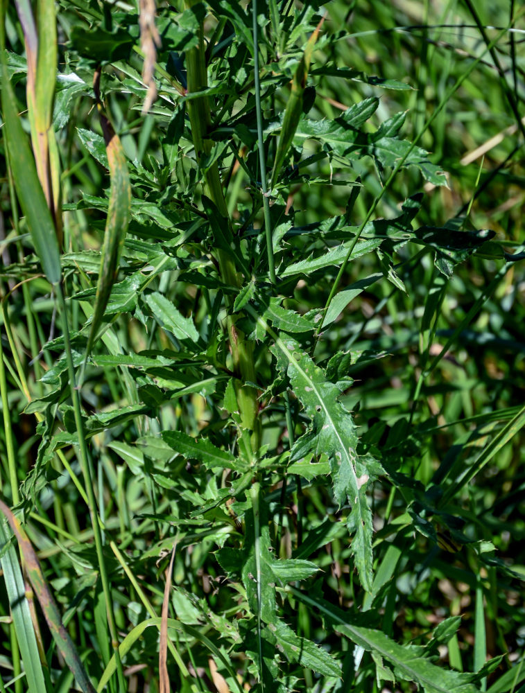 Изображение особи Cirsium arvense.
