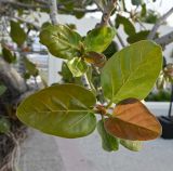 Ficus benghalensis. Верхушка побега. ОАЭ, Дубай, парк \"Эль Мамзар\". 28.02.2026.