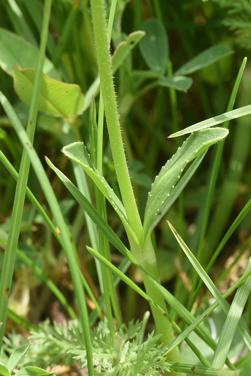 Image of Unknown species specimen.