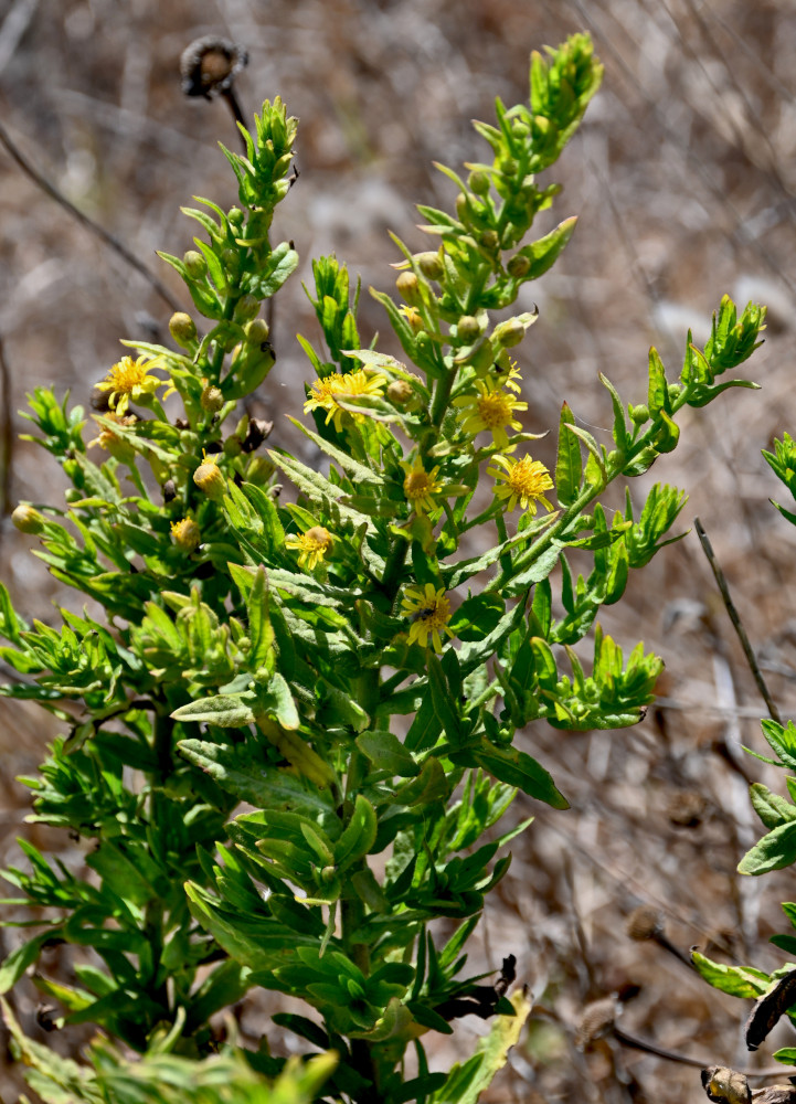 Image of Dittrichia viscosa specimen.