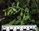 Corydalis lacrimuli-cuculi. Верхняя часть растения с плодами. Красноярский край, Ермаковский р-н, пос. Танзыбей, в зарослях ирги. 11.05.2026.