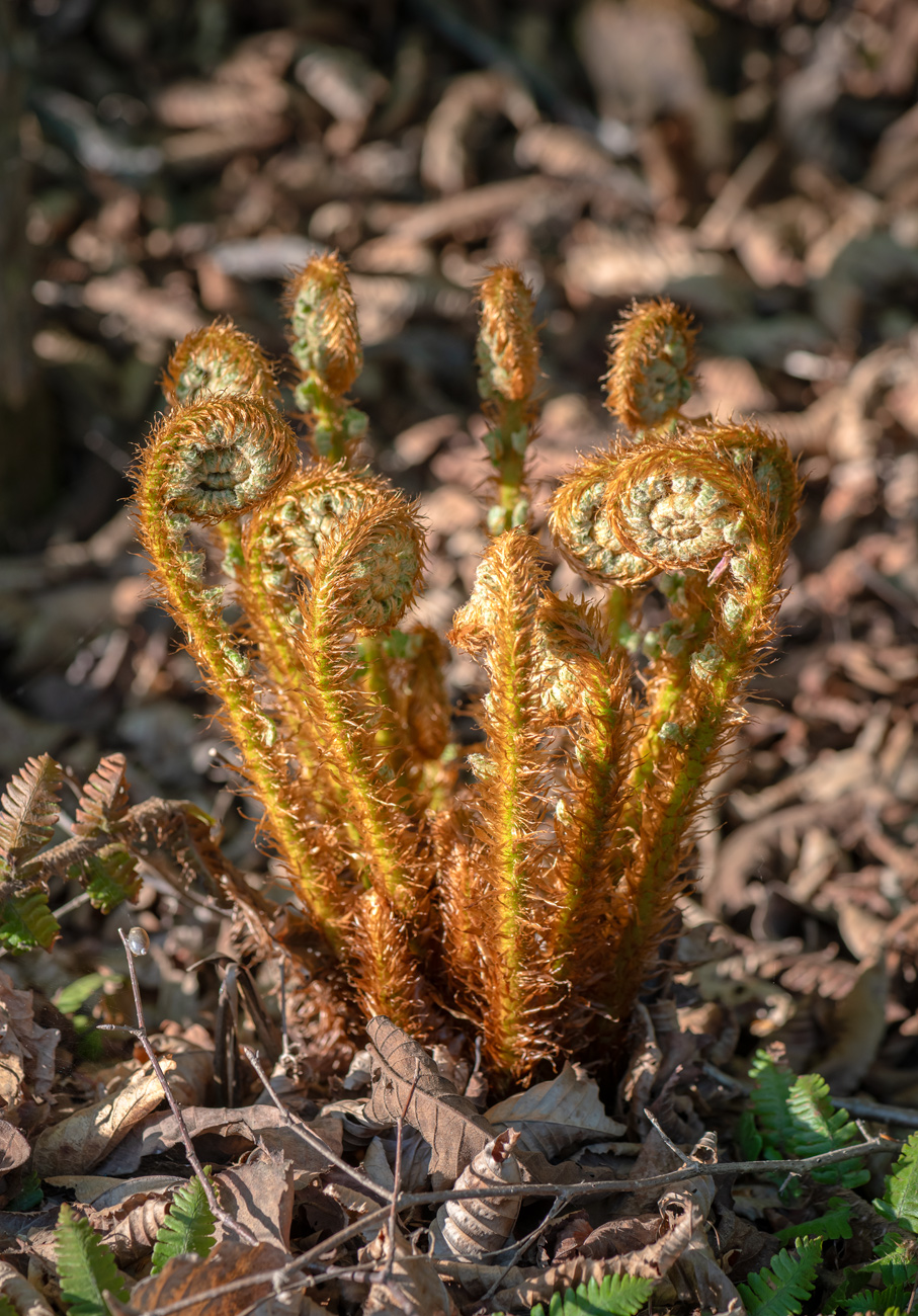 Image of Dryopteris crassirhizoma specimen.