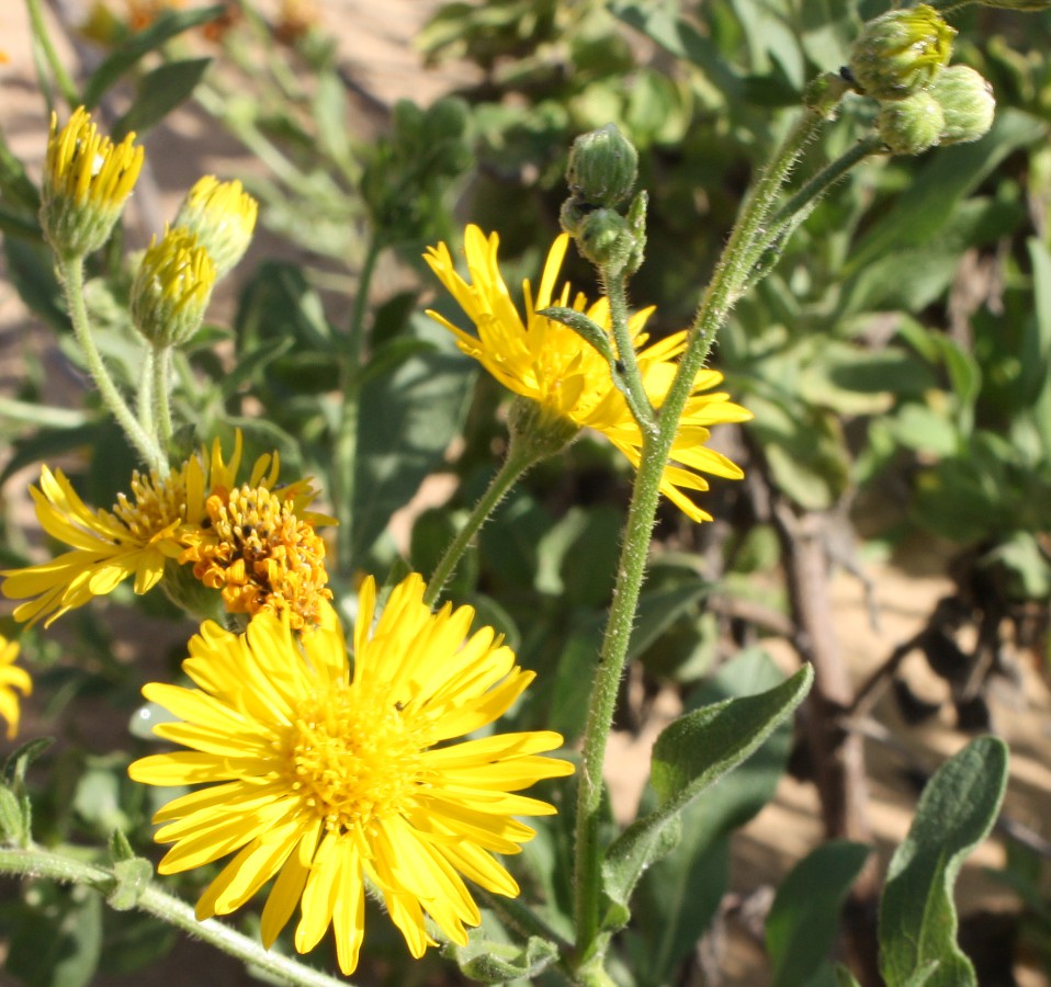 Image of Heterotheca subaxillaris specimen.