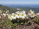 Diapensia obovata