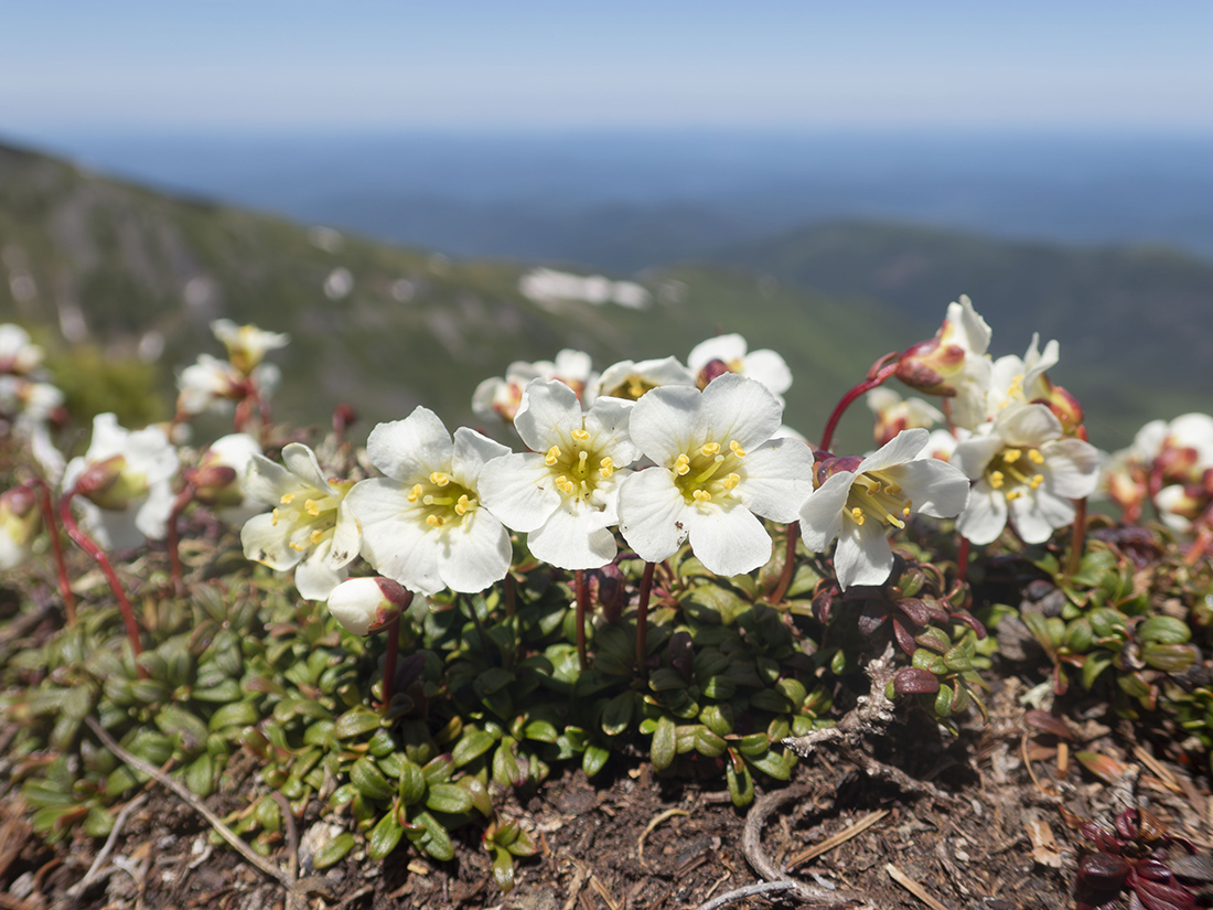 Image of Diapensia obovata specimen.