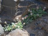 Erigeron andryaloides