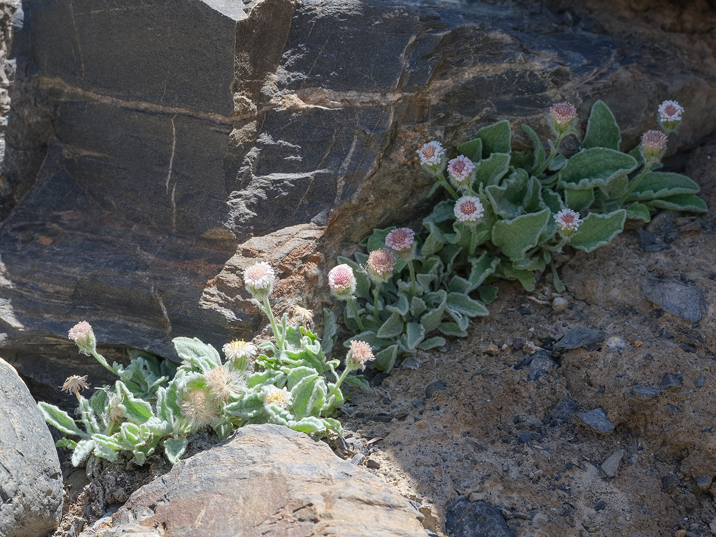 Image of Erigeron andryaloides specimen.