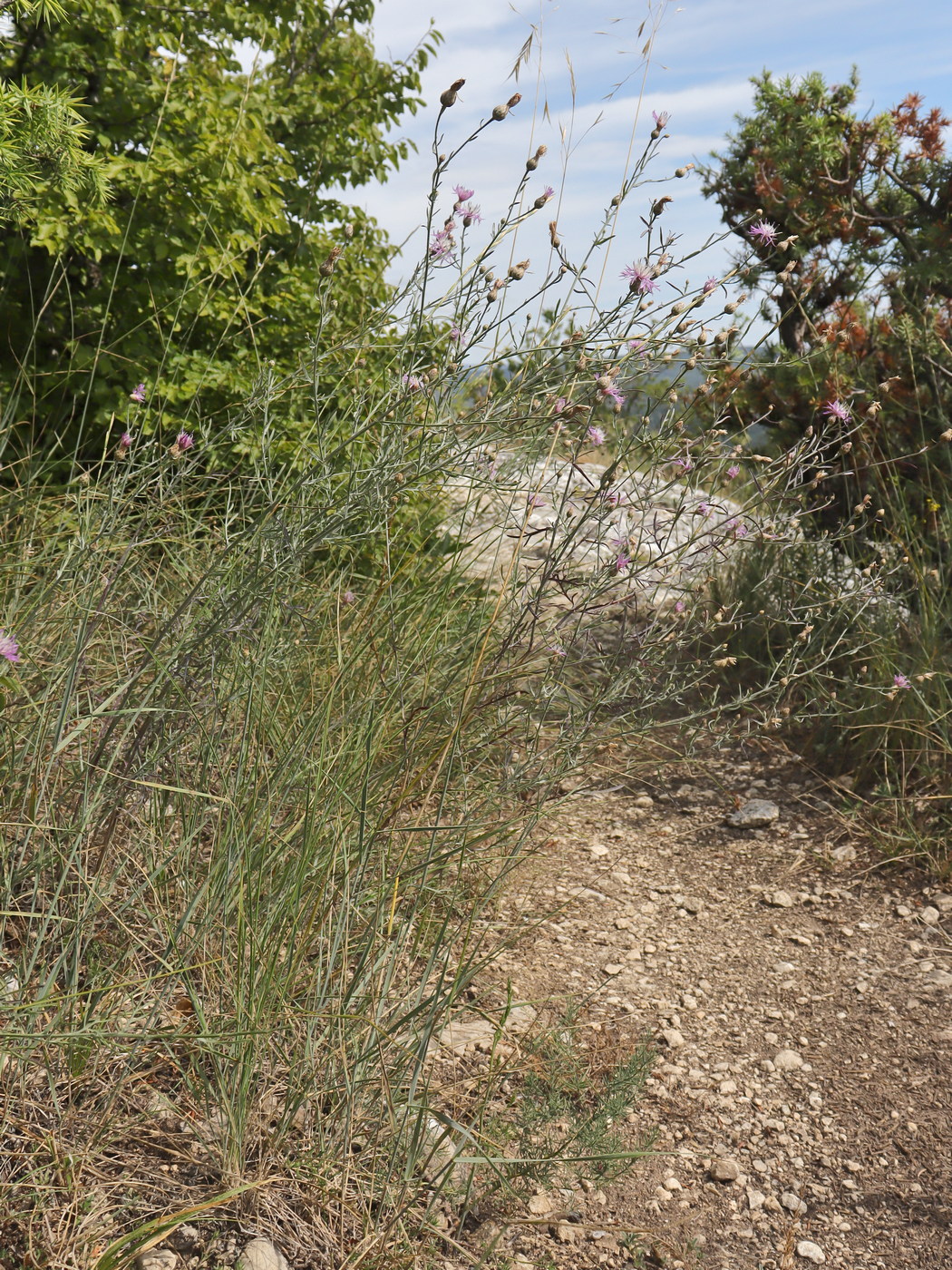 Image of Centaurea caprina specimen.