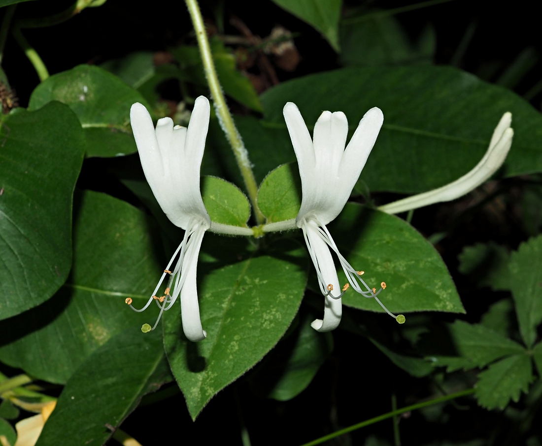 Image of Lonicera japonica specimen.