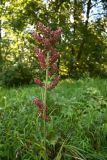 Veratrum nigrum. Верхушка цветущего растения. Тульская обл., Заокский р-н, памятник природы Зелёная зона дер. о. Велегож, лесная опушка. 09.08.2026.