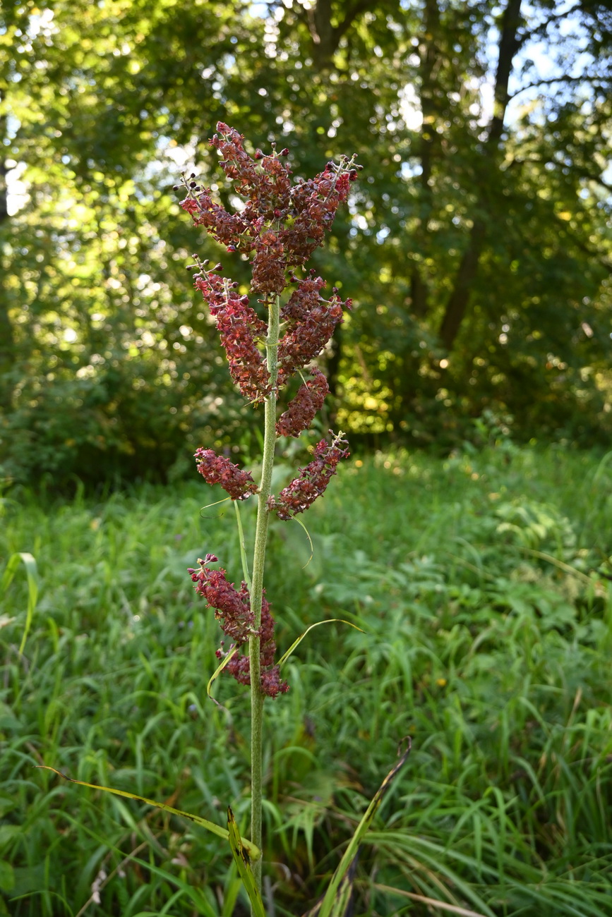 Image of Veratrum nigrum specimen.