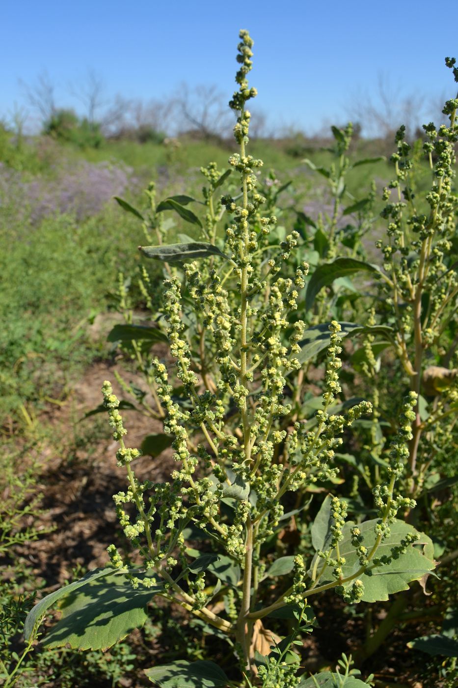 Image of Cyclachaena xanthiifolia specimen.