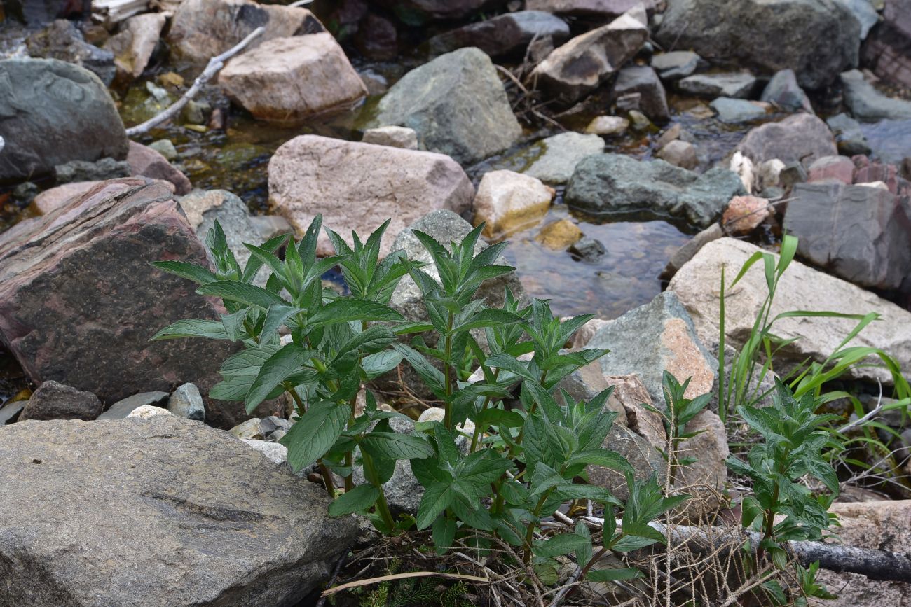 Image of genus Mentha specimen.