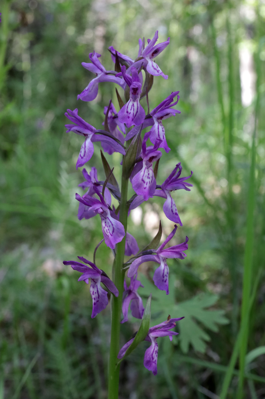 Изображение особи Dactylorhiza umbrosa.