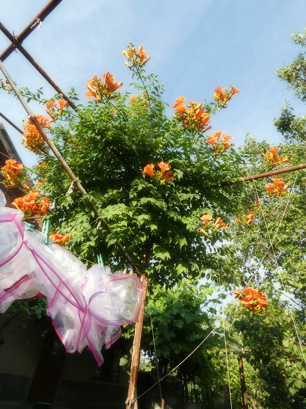 Image of Campsis radicans specimen.