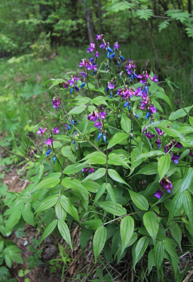 Изображение особи Lathyrus vernus.