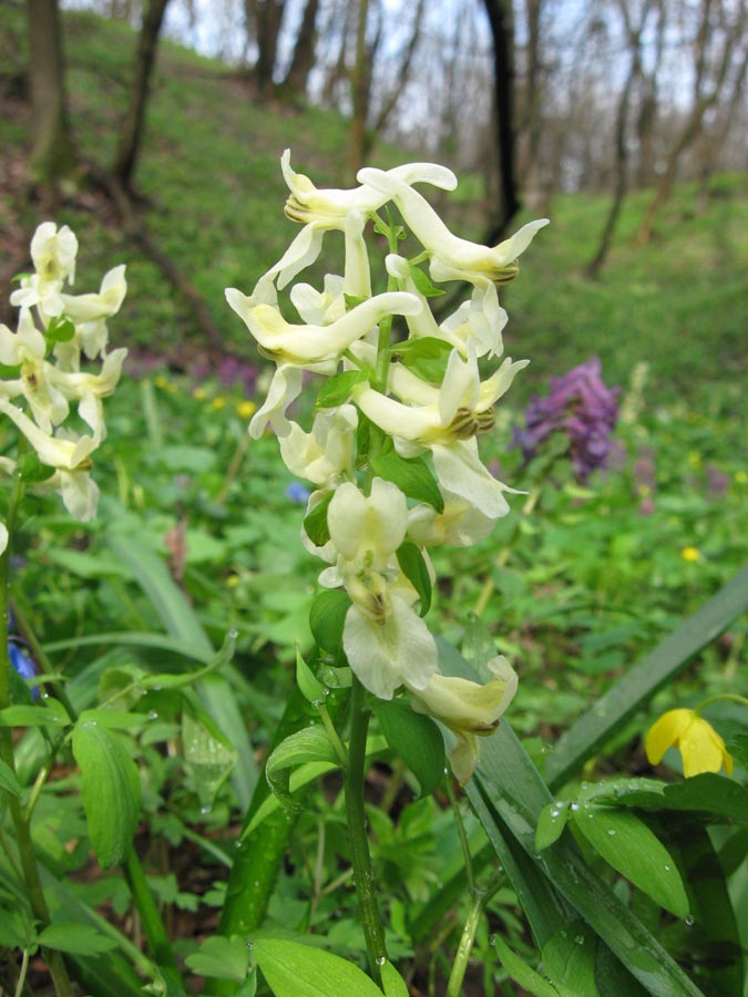 Image of Corydalis marschalliana specimen.