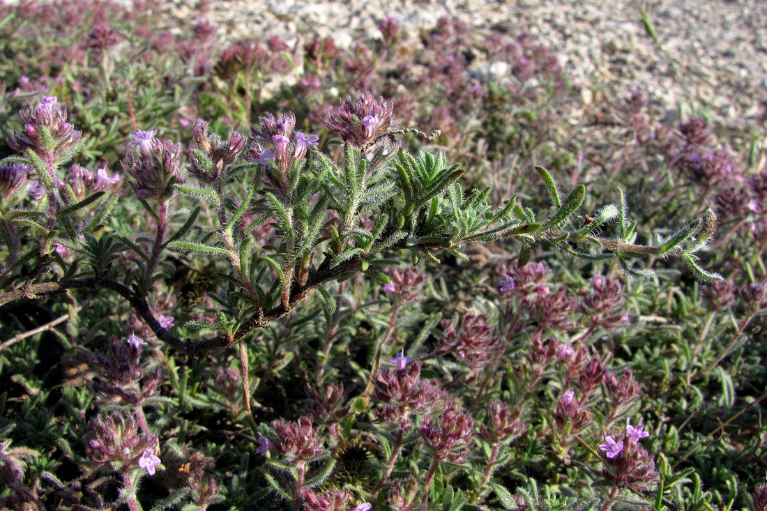 Изображение особи Thymus tauricus.