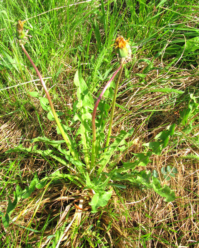 Изображение особи Taraxacum marklundii.