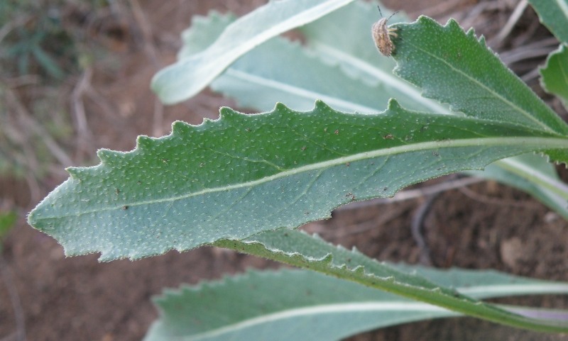 Image of Erucastrum armoracioides specimen.