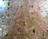 Cotinus coggygria